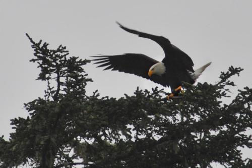 a bald eagle perched on top of a tree at Black Rock Oceanfront Resort in Ucluelet