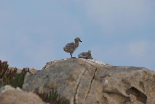 two birds standing on top of a rock at Hotel Giardino delle Palme in Campese