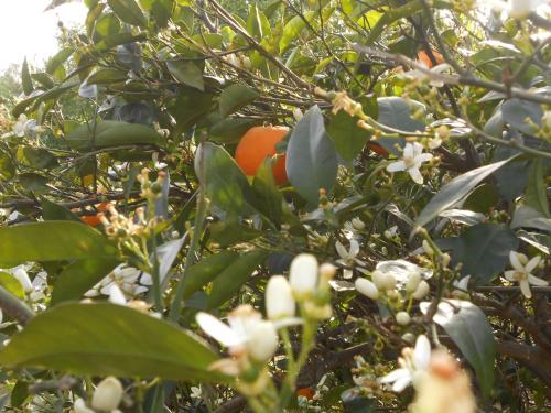 ナクソス・コラにあるNaxos Gardenのオレンジの木