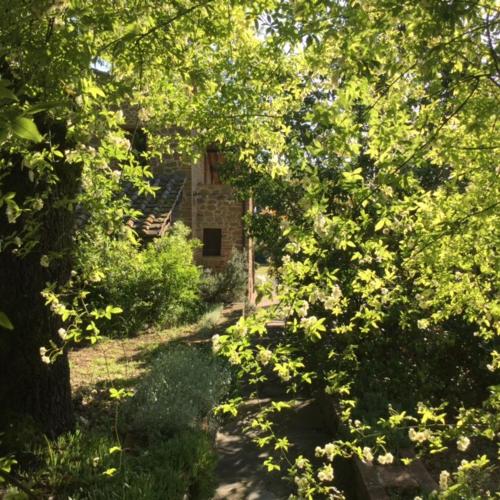 a house in the middle of a forest of trees at La Berchiera in Ciggiano