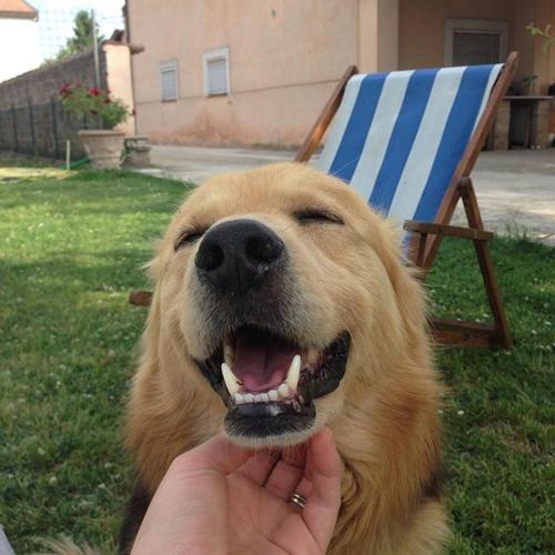 a person petting a brown dog with its mouth open at Casa de' Trinci in Foligno