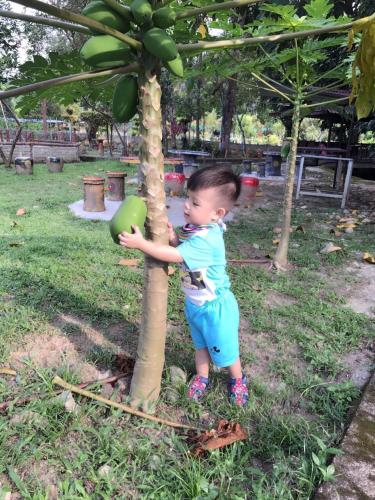 a young child is playing with a green ball on a tree at Happy Paradise in Kampung Janda Baik