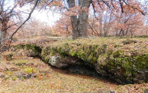 a moss covered hill in a forest with trees at Boscoscuro in Ragalna