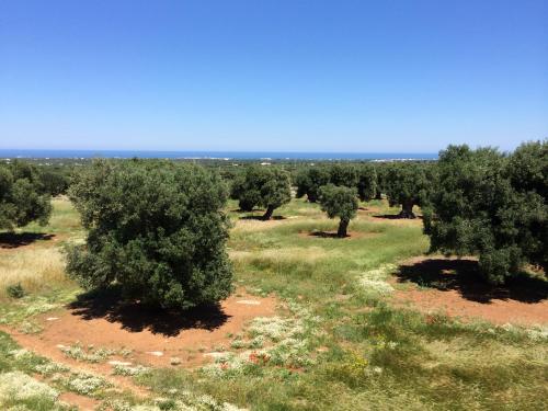 an orchard of trees in the middle of a field at Masseria Capece in Cisternino
