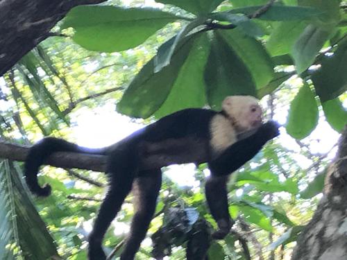 a monkey is sitting on a tree branch at Chosa Manglar Suites & Cabins in Puerto Jiménez