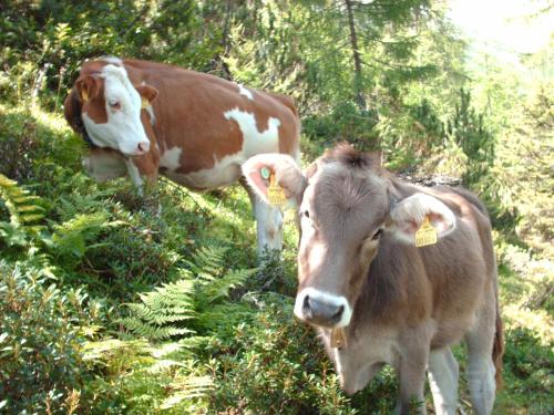 two brown and white cows standing in the grass at Haus Gavlik in Fulpmes