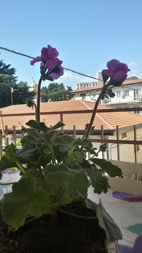 Κήπος έξω από το Casa Vacanza Xenìa
