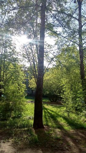 a tree in the middle of a grass field at Tomsona Apartment Riga Center in Rīga