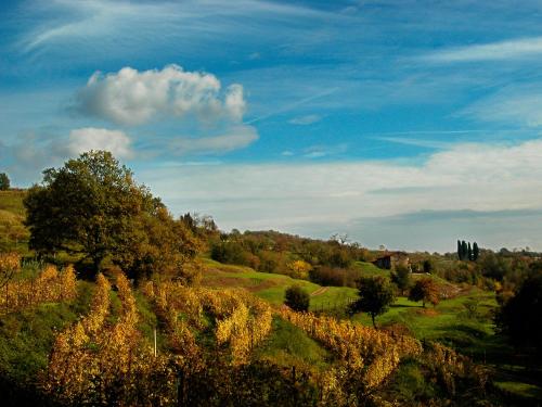 a vineyard in a field with a blue sky at Agriturismo La Costa - Casa Vacanze in Perego
