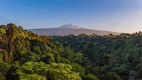 a mountain in the middle of a forest at Kaliwa Lodge in Moshi