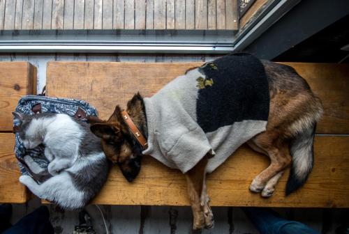 a dog laying on a wooden bench with another dog at Hostel Fair and Square in Belgrade