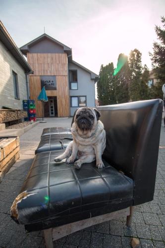 a pug dog sitting on a leather couch at Hostel Fair and Square in Belgrade