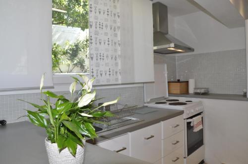 a kitchen with white cabinets and a potted plant at Ava Apartments in Agios Gordios