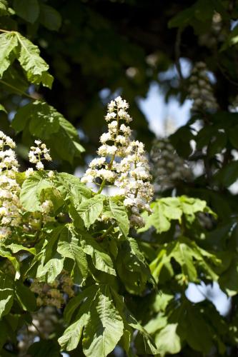a tree with lots of green leaves with white flowers at Landgasthof Paradies in Frickingen