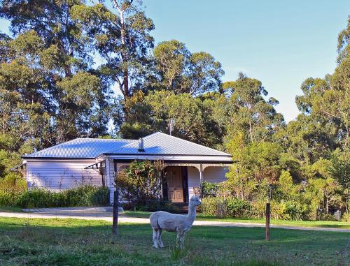a llama standing in front of a house at Araluen Park Cottages in Lakes Entrance
