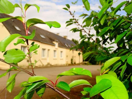 un arbre à feuilles vertes devant une maison dans l'établissement Chambres d'hôtes 