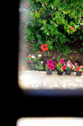 a group of flowers in pots in a garden at Hermes in Kalymnos