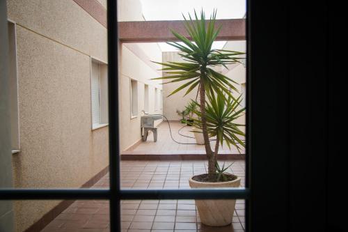 a palm tree in a pot in a hallway at Hostal Restaurante La Curva in Adra