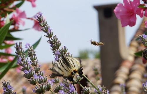 a butterfly sitting on top of a purple flower at Chez les artistes in Servian