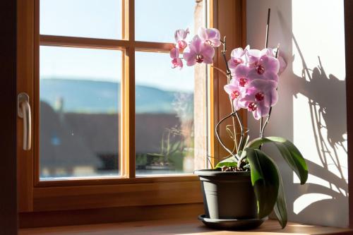 a potted plant sitting on a window sill next to a plant at La Maison d'Emilie in Pfaffenheim
