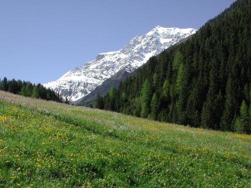 a field of flowers in front of a snow covered mountain at Hotel Stilfserhof in Stelvio