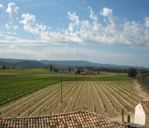 a view of a field of soybean crops at Le Temps d'un Rêve in Mazan