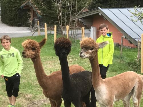three llamas standing in a field with two girls at MyApart Jochberg in Jochberg