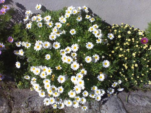 a bunch of white flowers in a garden at Zaguan in Rascafría