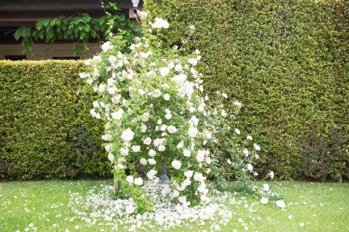 a vase filled with white flowers in a yard at Agriturismo Il Granaio Hotel & SPA in Modica