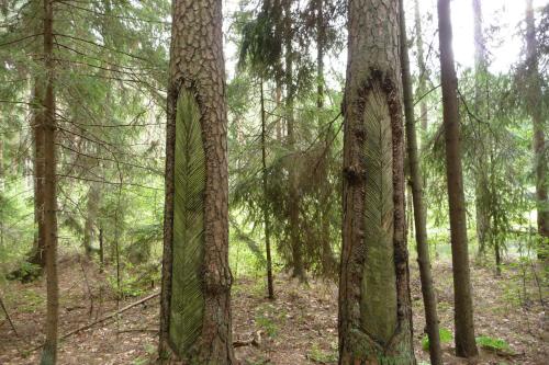 a forest with many trees with green leaves at Jaś i Małgosia nad Jeziorem Wigry in Rosochaty Róg