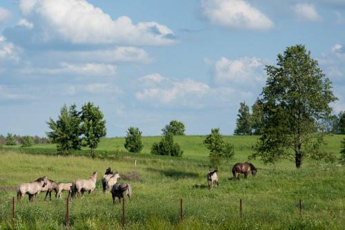 a herd of horses grazing in a field at Jaś i Małgosia nad Jeziorem Wigry in Rosochaty Róg