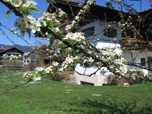 a tree with white flowers in front of a building at Haus Am Mühlenweg in Oberstdorf