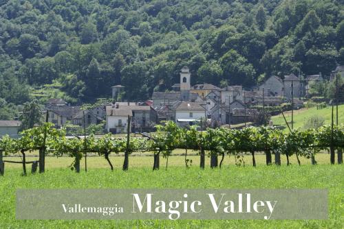 a bunch of vines in a field with a village at Pensione Ca' Serafina in Lodano