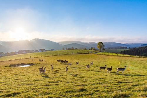 a herd of deer standing in a field at Hotel Hennemann in Cobbenrode
