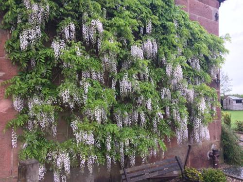 a wall with wisteria on it next to a bench at The Old School B&B in Shawbury