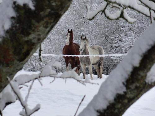 two horses and a bird standing in the snow at Le Héron in Houffalize