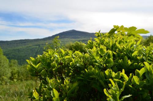 a green bush with a mountain in the background at Sadyba Pikuy in Bilasovytsya