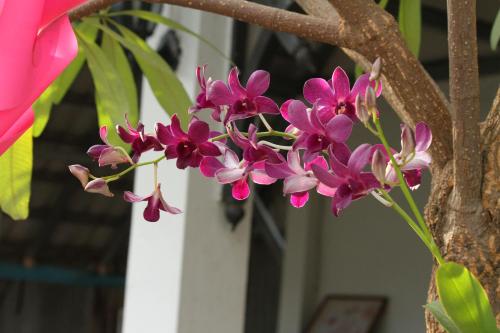 a bunch of pink flowers on a tree branch at My Parents Guesthouse in Kampot