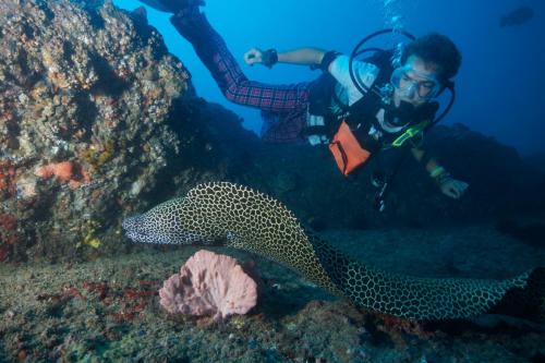 a diver with a whale shark in the ocean at Sentidos Beach Retreat in Miramar