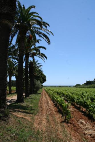 a field of palm trees and a dirt road at Hotel La Cigale in La Croix-Valmer