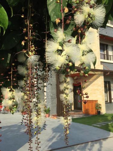 a tree with white flowers in front of a building at Sweet Suger B&B in Luodong