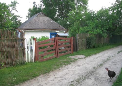 a chicken walking down a dirt road next to a fence at Kалиновий Kущ in Dmitrenki