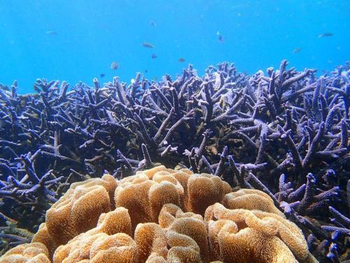 a coral reef with fish in the ocean at Berkshire B&B in Qimei