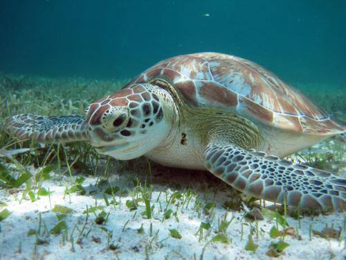 a green sea turtle swimming in the ocean at Caye Reef Condos in Caye Caulker