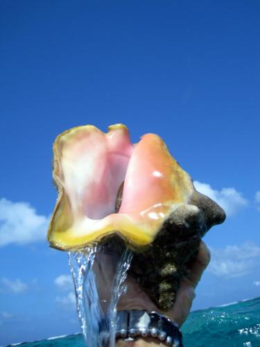 a person holding a shell in the water at Caye Reef Condos in Caye Caulker