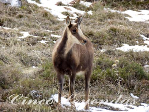 a gazelle standing on a snow covered hill at Cinco Leyendas in Liegos