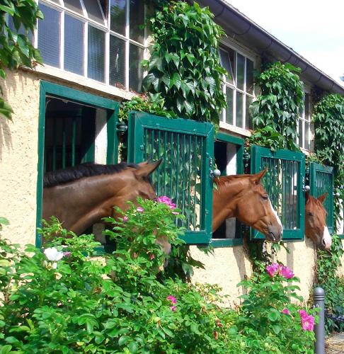 three horses sticking their heads out of windows at Gästehaus Schloss Bothmer in Schwarmstedt