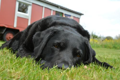a black dog laying in the grass in a field at Ferienwohnung mit Tiny House in Freienwill