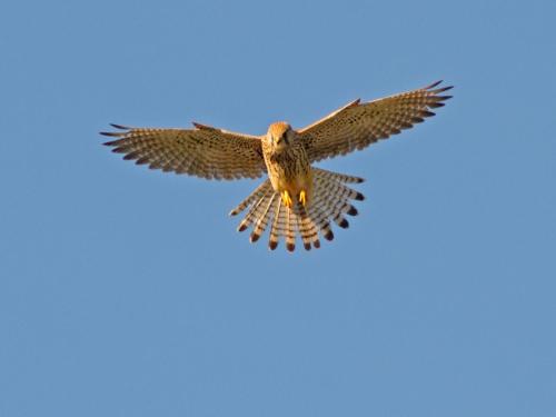 a bird flying in the sky with its spread wings at Agriturismo Foglie in Gubbio