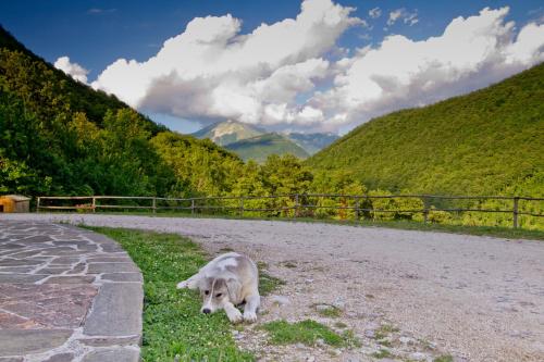 a dog laying in the grass on the side of a road at Agriturismo Foglie in Gubbio